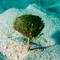 Penicillus dumetosus (Bristle Ball Brush)