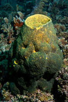 Verongula reiswigi (Verongula Reiswigi)