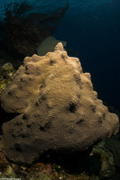 Orbicella faveolata (Mountainous Star Coral)