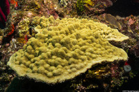 Porites astreoides (Mustard Hill Coral)