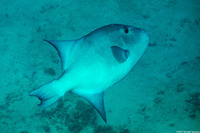 Canthidermis sufflamen (Ocean Triggerfish)