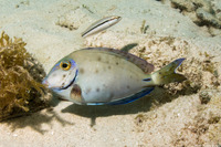 Acanthurus tractus (Ocean Surgeonfish)