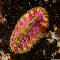 Mopalia spectabilis (Red-Flecked Mopalia)