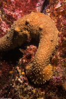 Apostichopus parvimensis (Warty Sea Cucumber)
