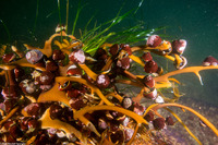 Tegula brunnea (Brown Turban Snail)