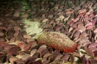 Dendraster excentricus (Sand Dollar)