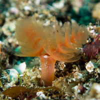 Phoronopsis californica (California Phoronid)
