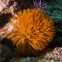 Eudistylia polymorpha (Feather Duster Worm)