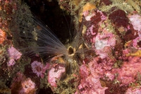 Thelepus crispus (Terebellid Worm)