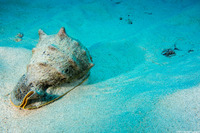 Cassis cornuta (Horned Helmet)