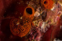 Didemnum sp.3 (Didemnum sp.3)