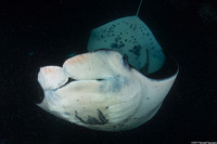 Mobula alfredi (Coastal Manta Ray)