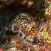 Mauritia maculifera (Reticulated Cowry)