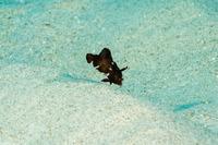 Iniistius umbrilatus (Blackside Razor Wrasse)