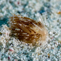Facelina sp.1 (Facelina sp.1)
