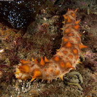 Parastichopus californicus (California Sea Cucumber)