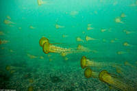 Chrysaora fuscescens (Brown Jellyfish)
