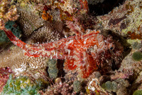 Scorpaenopsis papuensis (Papuan Scorpionfish)