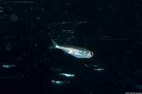 Atherinomorus lacunosus (Robust Silverside)