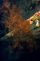 Myriopathes cf. japonica (Myriopathes cf. japonica)