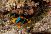 Entacmaea quadricolor (Bubble-Tip Anemone)