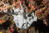 Leucetta sp.1 (Leucetta sp.1)