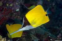 Forcipiger flavissimus (Common Longnose Butterflyfish)