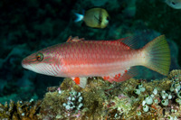 Oxycheilinus digramma (Cheek-Lined Wrasse)