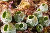 Atriolum robustum (Robust Sea Squirt)