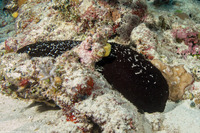Actinopyga palauensis (Panning's Black Sea Cucumber)