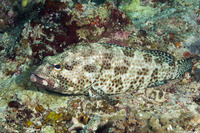 Epinephelus tauvina (Greasy Grouper)