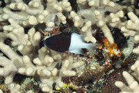 Pycnochromis iomelas (Pacific Half-and-Half Chromis)