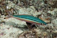 Pterocaesio trilineata (Threestripe Fusilier)