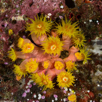 Tubastraea coccinea (Orange Cup Coral)