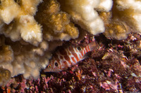 Amblycirrhitus bimacula (Twinspot Hawkfish)