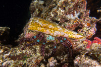 Dardanus guttatus (Blue Knee Hermit Crab)