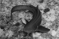 Stegostoma fasciatum (Zebra Shark)