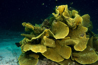 Turbinaria reniformis (Yellow Scroll Coral)