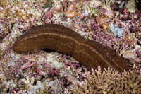 Herpolitha limax (Tongue Coral)