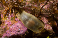 Cephaloscyllium ventriosum (Swell Shark)