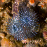Spirobranchus spinosus (Christmas Tree Worm)