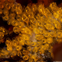 Pycnoclavella stanleyi (Pycnoclavella Stanleyi)