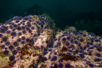 Strongylocentrotus purpuratus (Purple Sea Urchin)