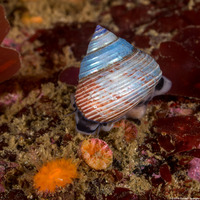 Calliostoma ligatum (Blue Top Snail)