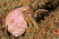 Paguristes ulreyi (Furry Hermit Crab)