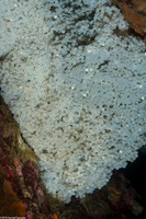 Ophiodon elongatus (Lingcod)