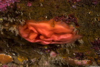 Cnemidocarpa finmarkiensis (Shiny Orange Sea Squirt)