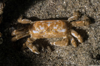 Scleroplax tubicola (Tube-Dwelling Pea Crab)