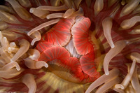 Urticina piscivora (Fish-Eating Urticina)