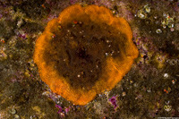 Celleporaria fusca (Celleporaria Fusca)
